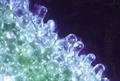 Livingstone daisy ، crystalline iceplant  ، Common iceplant ، Diamond Fig
